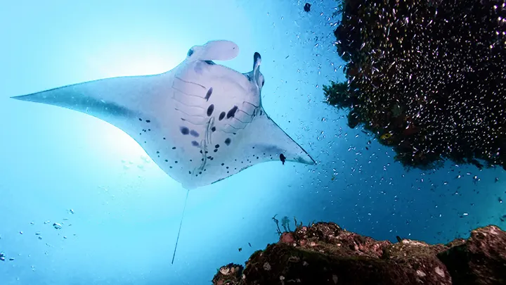 maldives-manta-ray-underwater